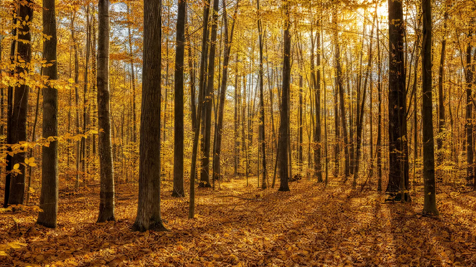 Papier peint forêt automnale dorée et brune