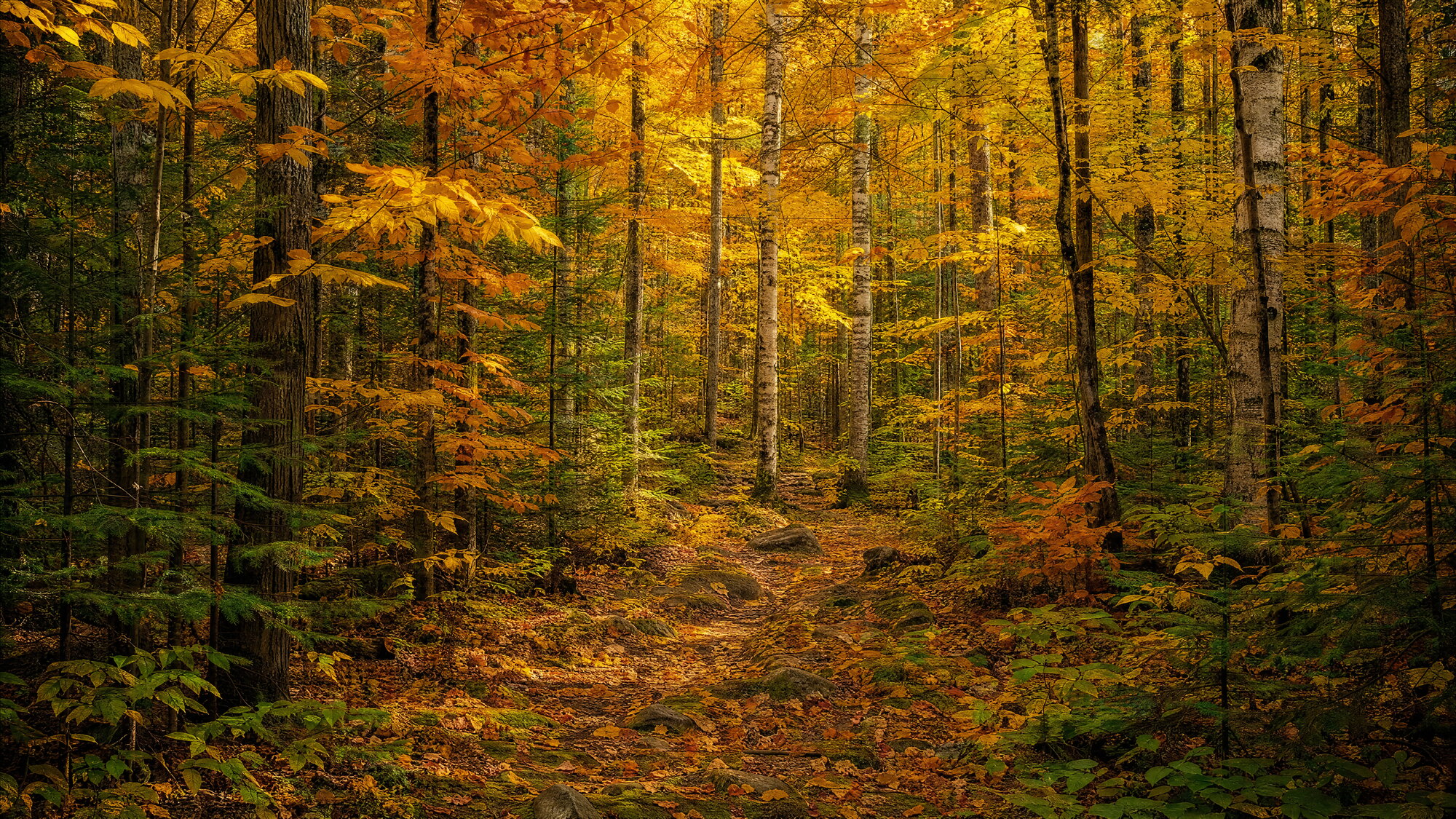 Papier peint forêt automnale lumière dorée chemin naturel
