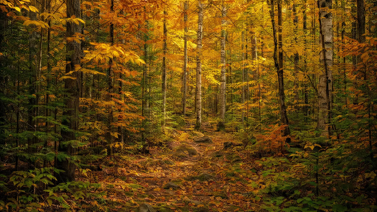 Papier peint forêt automnale lumière dorée chemin naturel