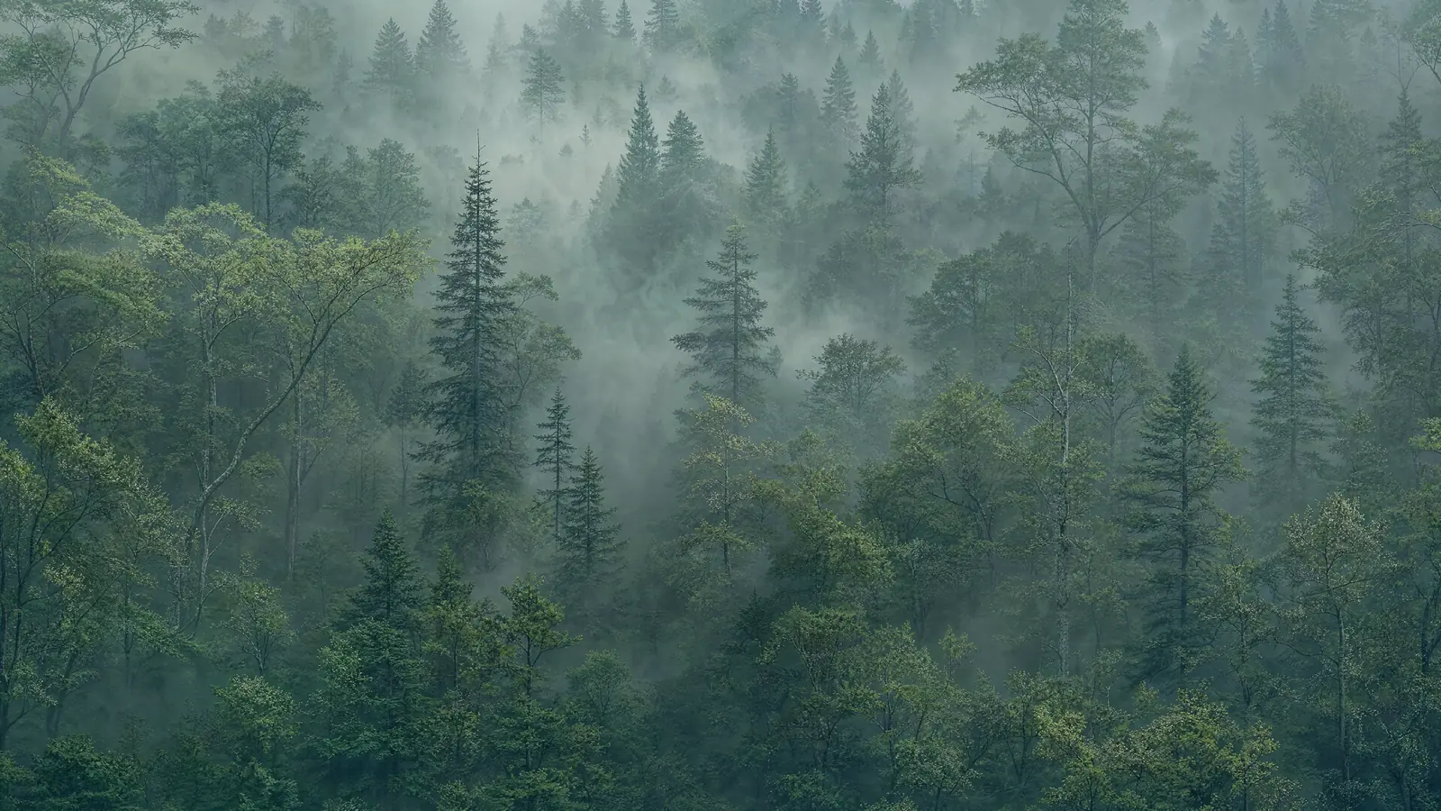 Papier peint forêt brumeuse verdoyante apaisante