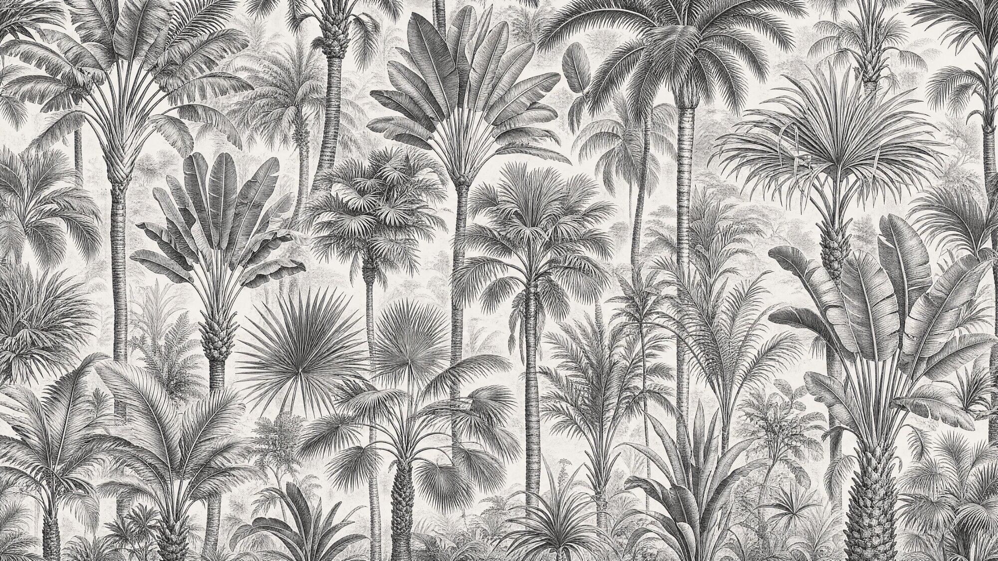 Papier peint gravure palmiers exotiques noir et blanc