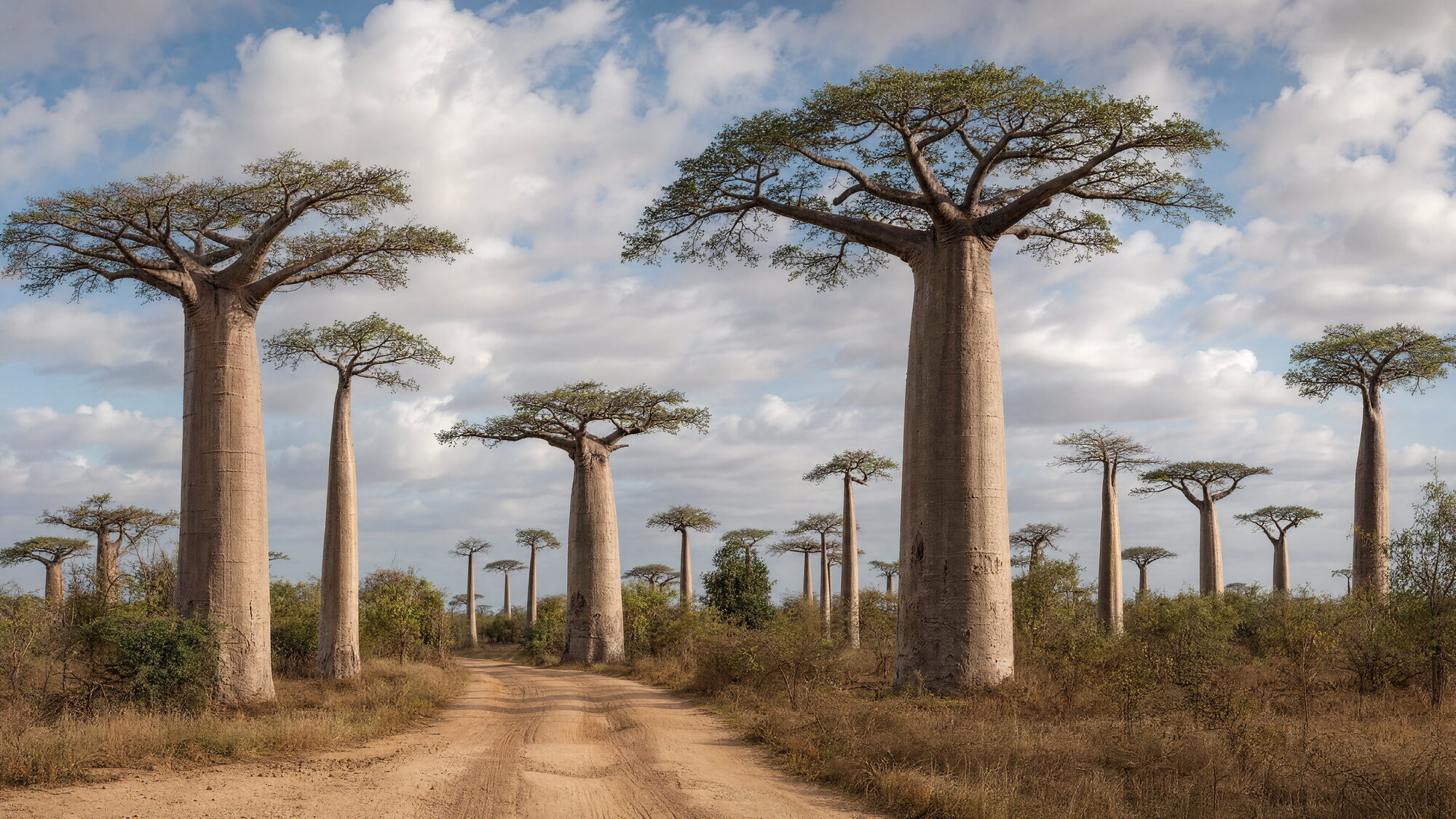 Papier peint panoramique allée de baobabs sous ciel nuageux