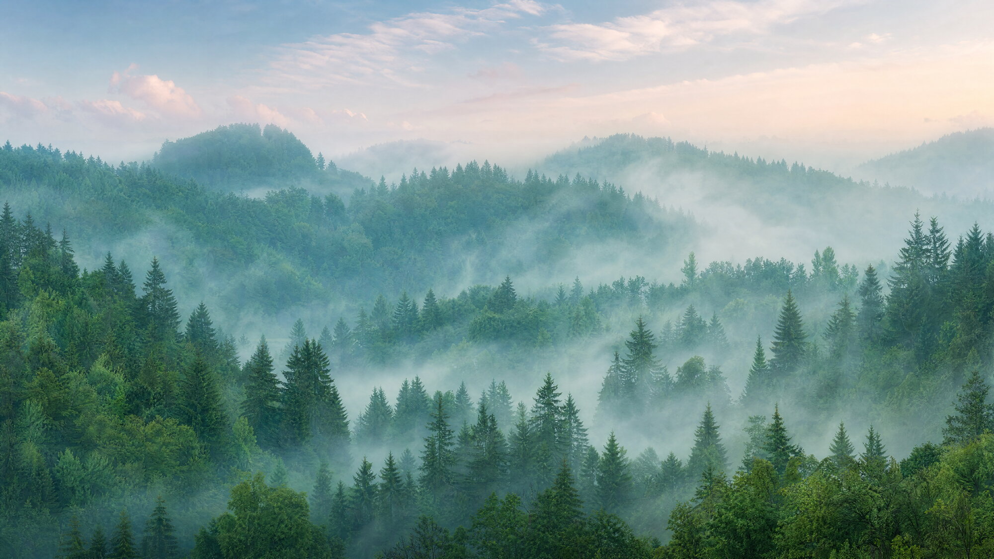 Papier peint panoramique forêt brumeuse verte émeraude
