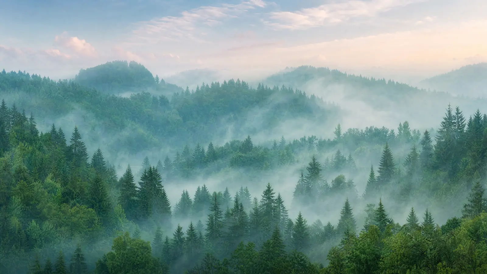 Papier peint panoramique forêt brumeuse verte émeraude