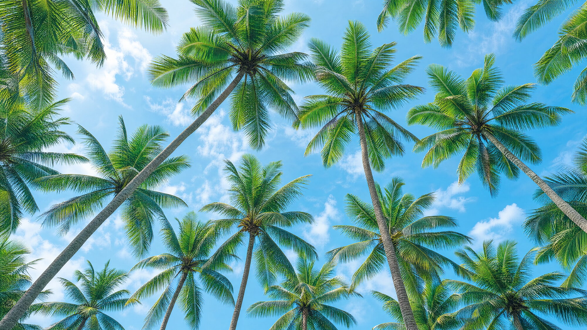 Papier peint panoramique palmiers tropicaux ciel bleu