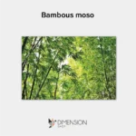 Bambous moso