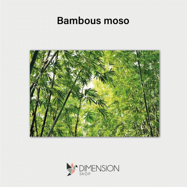 Bambous moso