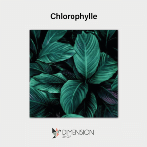 tableau-chlorophylle