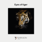 Eyes of tiger