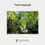 Foret tropicale