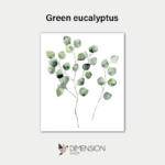 Green eucalyptus