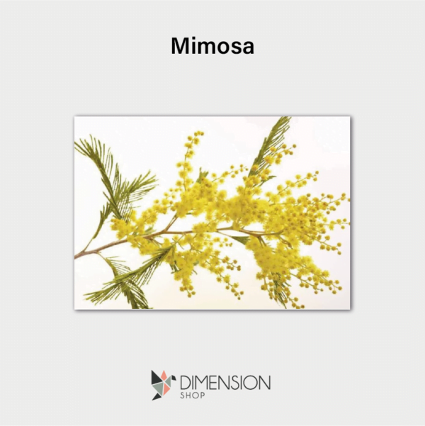 tableau-mimosa