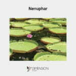 Nenuphar
